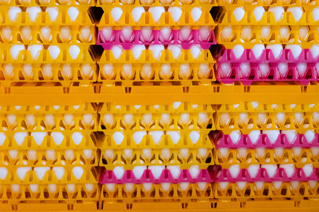 Äggkartonger fyllda med ägg från Uppsalaproducenten Uggelsta Ägg